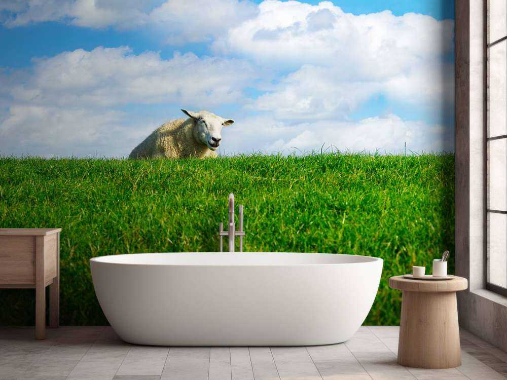 Schafe auf dem Deich