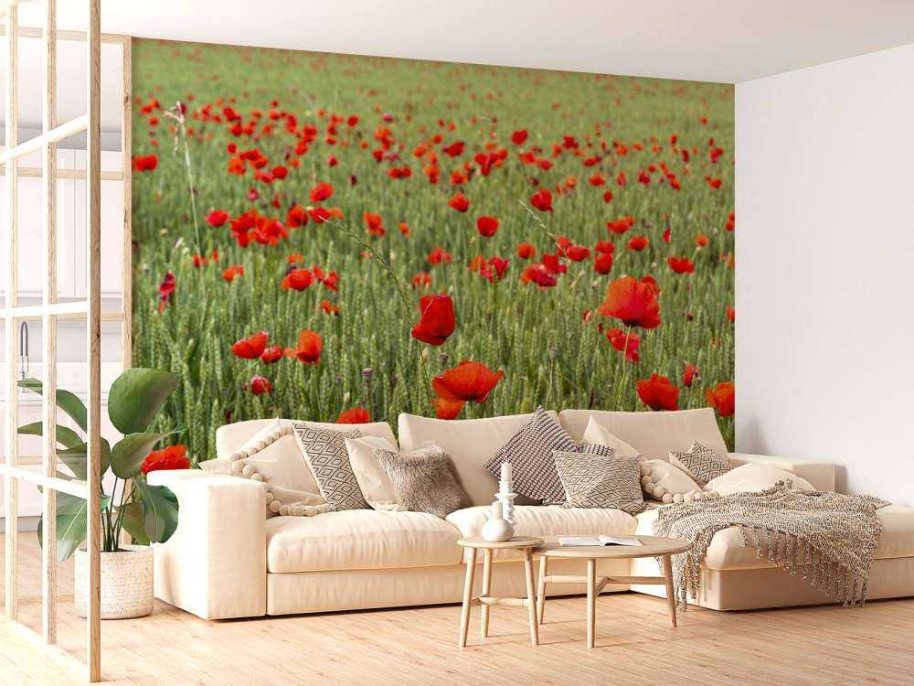 Rote Mohnblumen Feld