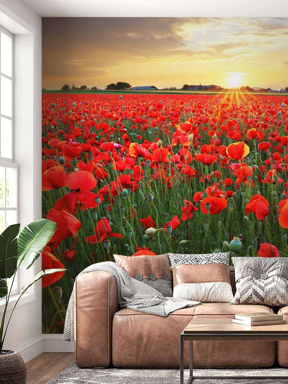 Mohnblumen bei Sonnenuntergang