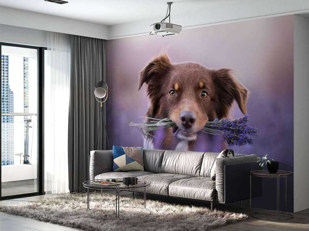 Hund mit Lavendel