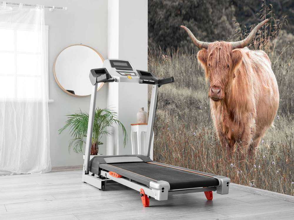 Schottischer Highlander auf einem Feld