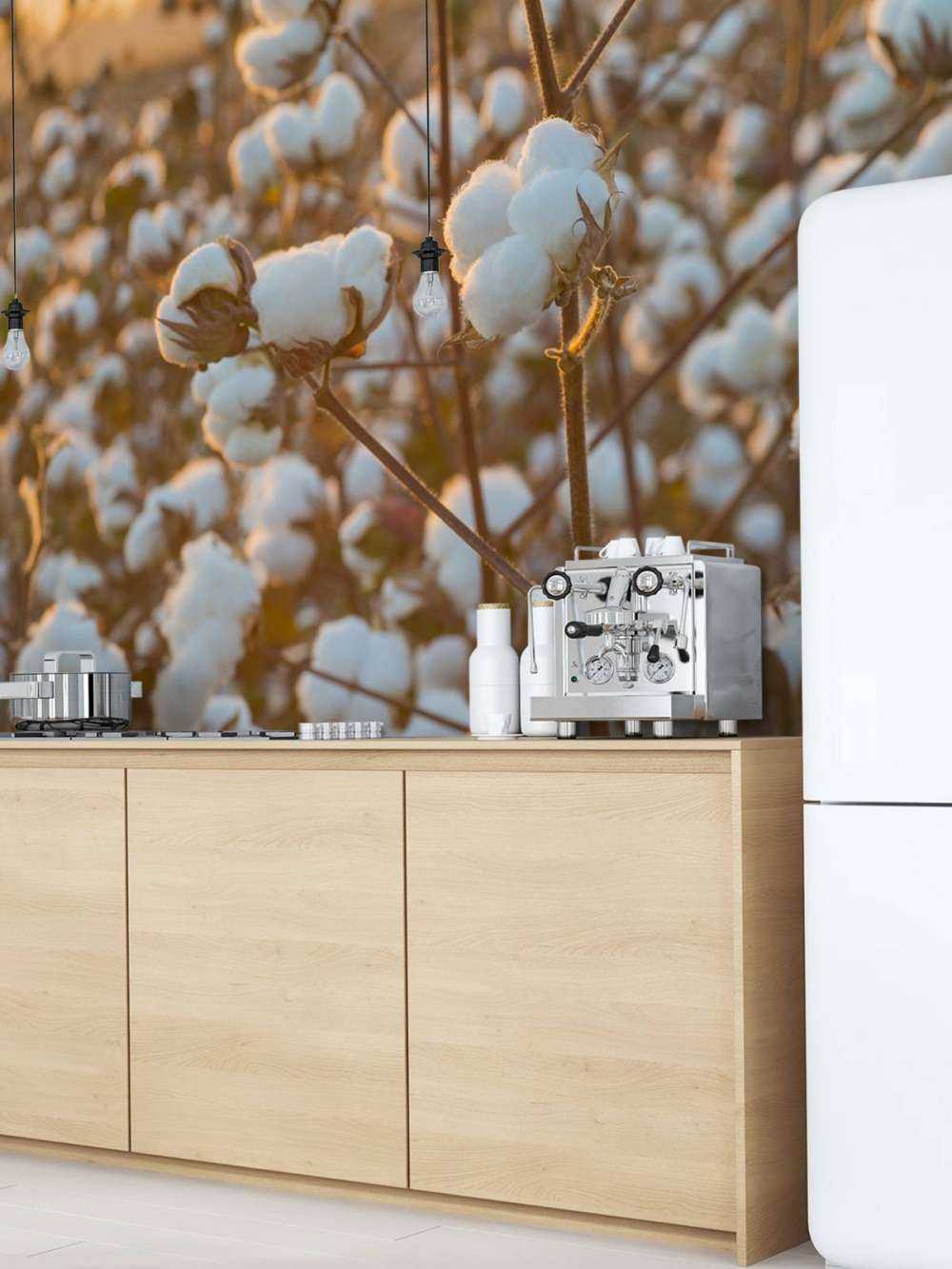 Baumwollfeld mit goldgelbem Himmel