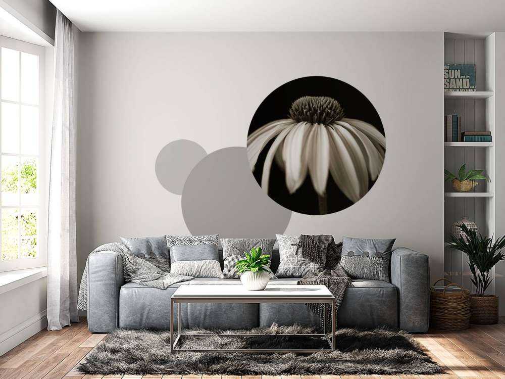 Zapfenblume Nahaufnahme