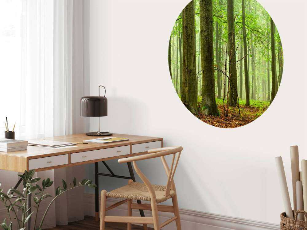 Wald mit Buchen