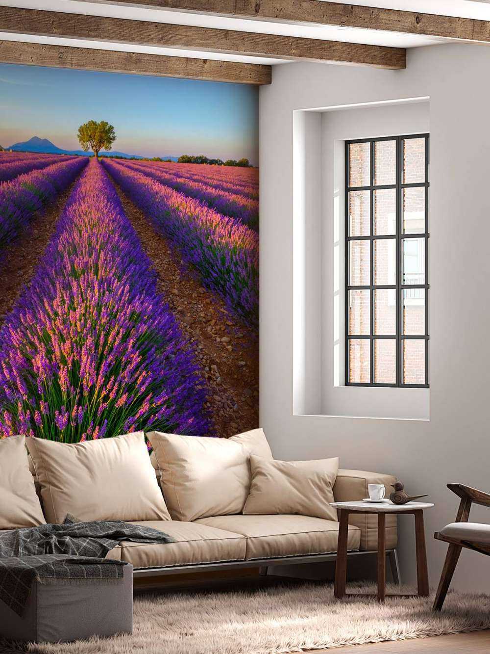 Lavendel im Sonnenlicht