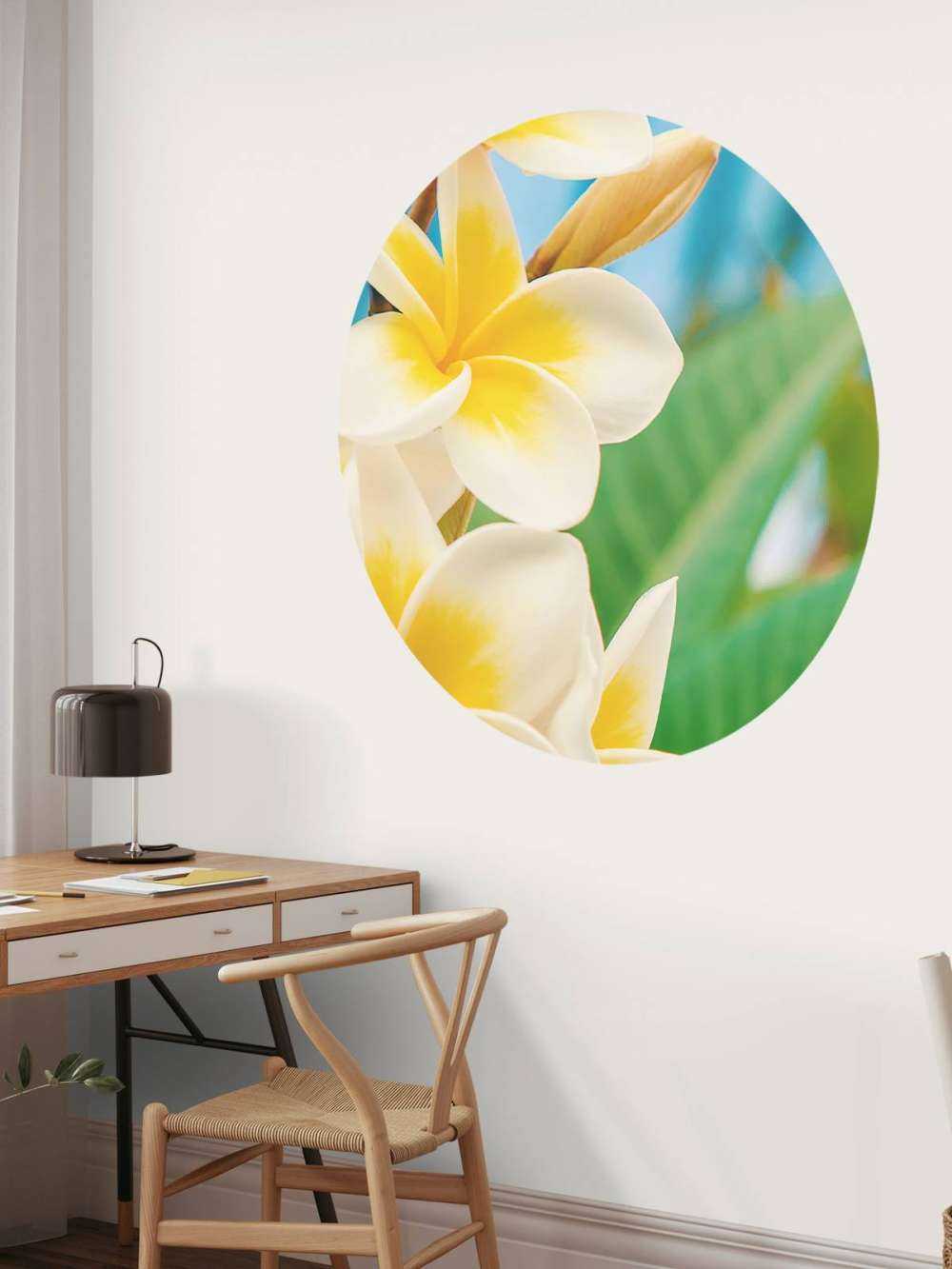 Weiß Gelbe Plumeria Blume