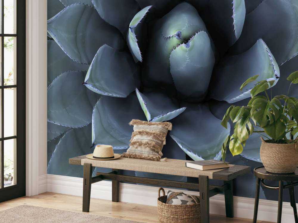 Blaue Sukkulente