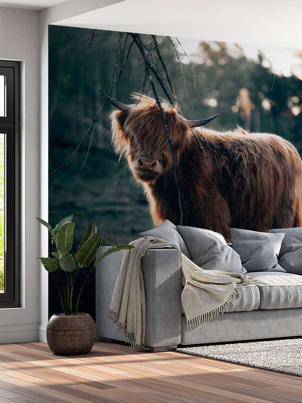 Schottischer Highlander am Waldrand