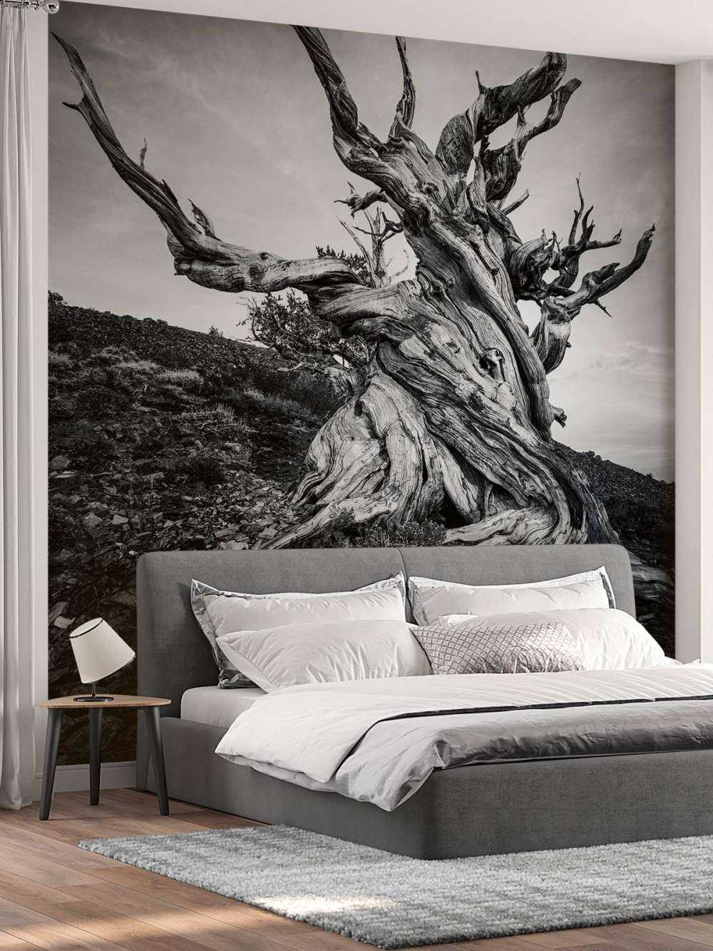 Methusalem Baum auf Fototapete