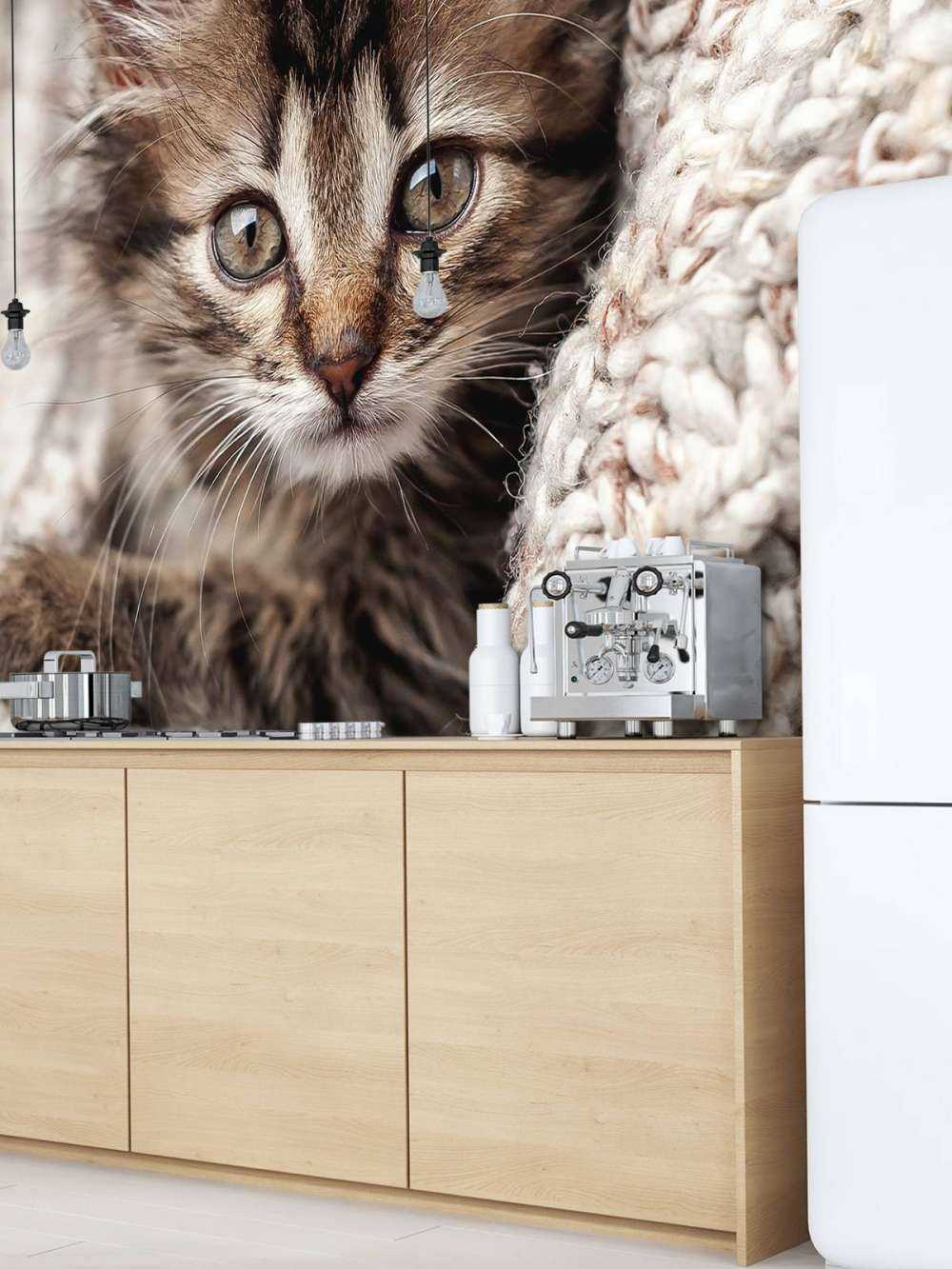Katze in einer Decke