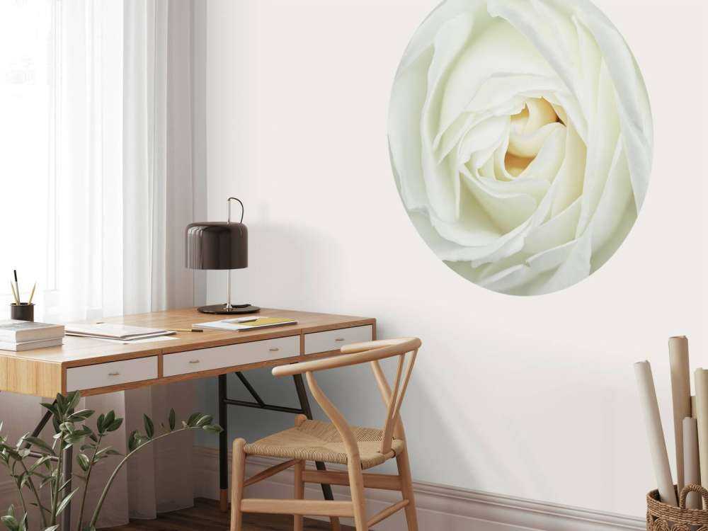 Weiße Rose