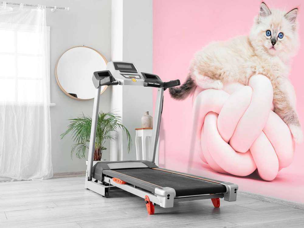 Weiße Katze auf rosa Hintergrund
