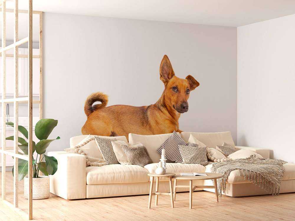 Süßer Hund